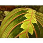 Zdjęcia użytkowników Realme 7 Pro