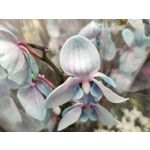 Zdjęcia użytkowników Realme 7 Pro