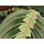 Zdjęcia użytkowników Realme 7 Pro