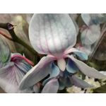 Zdjęcia użytkowników Realme 7 Pro