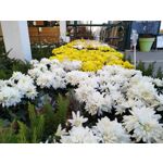 Zdjęcia użytkowników Realme 7 Pro