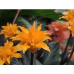 Zdjęcia użytkowników Realme 7 Pro