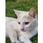 Zdjęcia użytkowników Realme 8 Pro