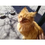 Zdjęcia użytkowników Realme 8 Pro