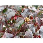 Zdjęcia użytkowników Realme 8 Zdjęcia użytkowników Realme 8