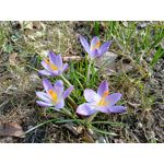 Zdjęcia użytkowników Realme 8 Zdjęcia użytkowników Realme 8