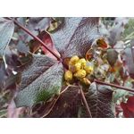 Zdjęcia użytkowników Realme 8 Zdjęcia użytkowników Realme 8