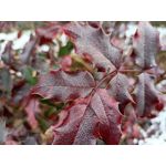 Zdjęcia użytkowników Realme 8 Zdjęcia użytkowników Realme 8