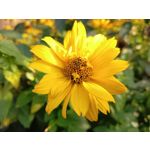 Zdjęcia użytkowników Realme 8i