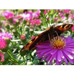 Zdjęcia użytkowników Realme 8i