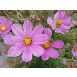 Zdjęcia użytkowników Realme 8i
