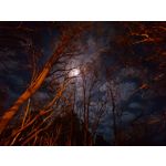 Zdjęcia użytkowników Realme 9 Pro+