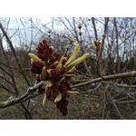 Zdjęcia użytkowników Realme 9 Pro+