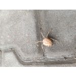 Zdjęcia użytkowników Realme 9 Pro+