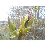 Zdjęcia użytkowników Realme 9 Pro+