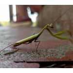 ZDJĘCIA Z TEGO TELEFONU