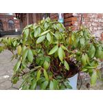 Zdjęcia użytkowników Realme C55