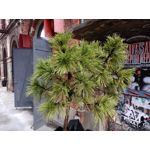 Zdjęcia użytkowników Realme C55