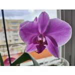 Zdjęcia użytkowników Realme GT 2 Pro