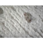 Zdjęcia użytkowników Realme GT 2 Pro