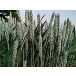 Zdjęcia użytkowników Realme GT 5G Zdjęcia użytkowników Realme GT 5G