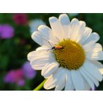 Zdjęcia użytkowników Realme GT 5G Zdjęcia użytkowników Realme GT 5G