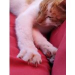 Zdjęcia użytkowników Realme GT 5G Zdjęcia użytkowników Realme GT 5G