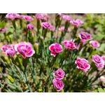 Zdjęcia użytkowników Realme GT 5G Zdjęcia użytkowników Realme GT 5G