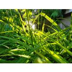 Zdjęcia użytkowników Realme GT 5G Zdjęcia użytkowników Realme GT 5G