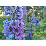 Zdjęcia użytkowników Realme GT 5G Zdjęcia użytkowników Realme GT 5G