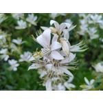 Zdjęcia użytkowników Realme GT 5G Zdjęcia użytkowników Realme GT 5G