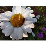 Zdjęcia użytkowników Realme GT 5G Zdjęcia użytkowników Realme GT 5G