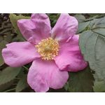 Zdjęcia użytkowników Realme GT 5G Zdjęcia użytkowników Realme GT 5G