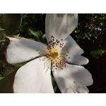 Zdjęcia użytkowników Realme GT 5G Zdjęcia użytkowników Realme GT 5G