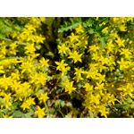 Zdjęcia użytkowników Realme GT 5G Zdjęcia użytkowników Realme GT 5G