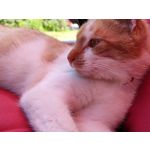 Zdjęcia użytkowników Realme GT 5G Zdjęcia użytkowników Realme GT 5G