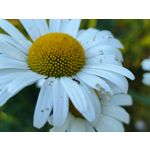 Zdjęcia użytkowników Realme GT 5G Zdjęcia użytkowników Realme GT 5G