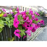 Zdjęcia użytkowników Realme GT Master Zdjęcia użytkowników Realme GT Master