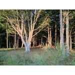 Zdjęcia użytkowników Realme GT Master Zdjęcia użytkowników Realme GT Master