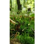 Zdjęcia użytkowników Realme GT Neo 3T