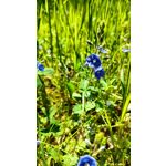 Zdjęcia użytkowników Realme GT Neo 3T