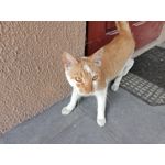 Zdjęcia użytkowników Realme Narzo 30A