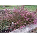 Zdjęcia użytkowników Realme Pad