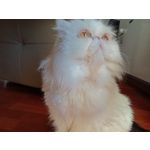 Zdjęcia użytkowników Realme Pad