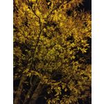 Zdjęcia użytkowników Realme X3 SuperZoom