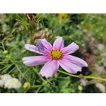 Zdjęcia użytkowników Realme X50 5G Global Edition