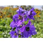 Zdjęcia użytkowników Realme X50 5G Global Edition