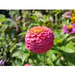 Zdjęcia użytkowników Realme X50 5G Global Edition