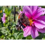 Zdjęcia użytkowników Realme X50 5G Global Edition