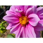 Zdjęcia użytkowników Realme X50 5G Global Edition